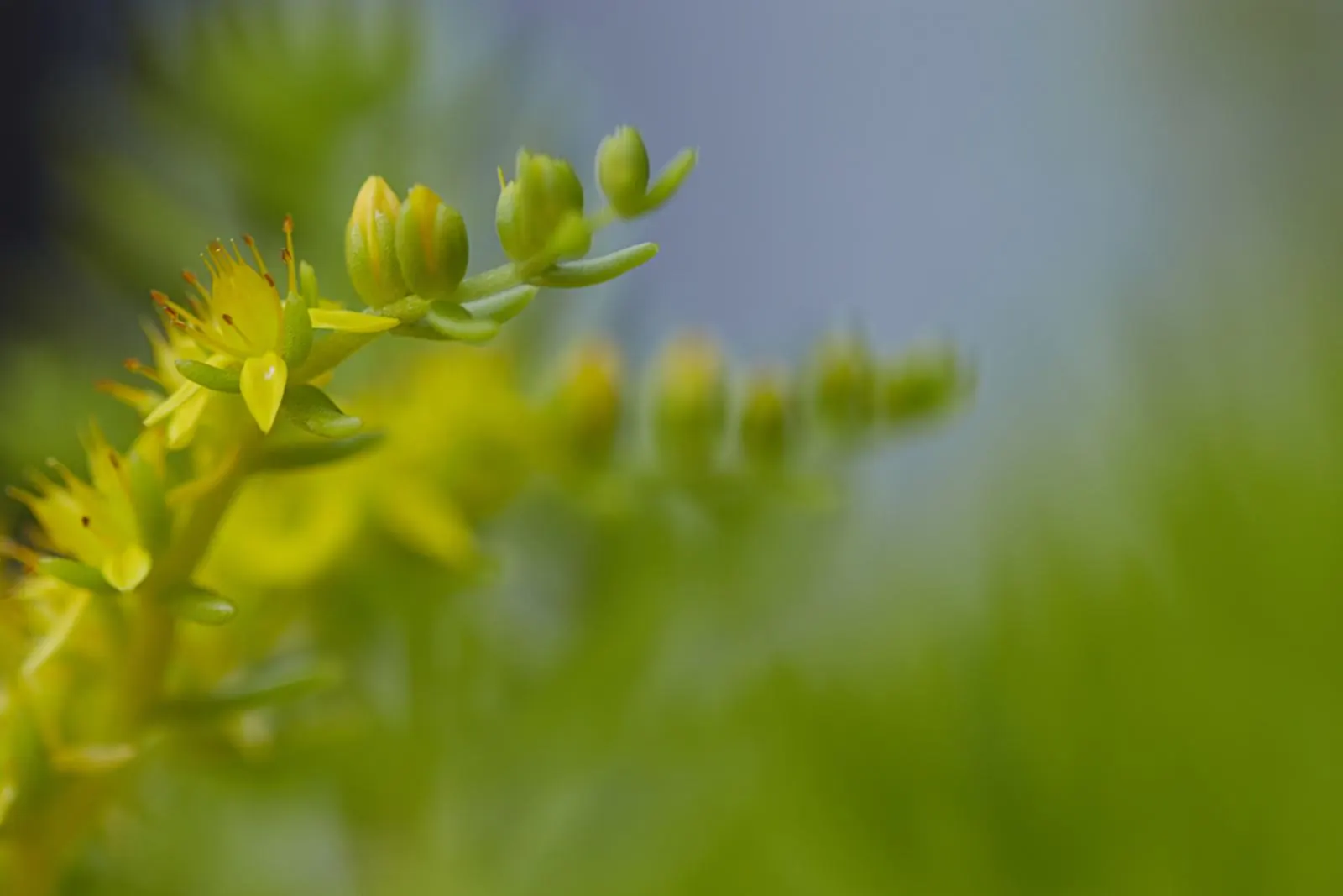 Small yellow succulent flowers in soft focus