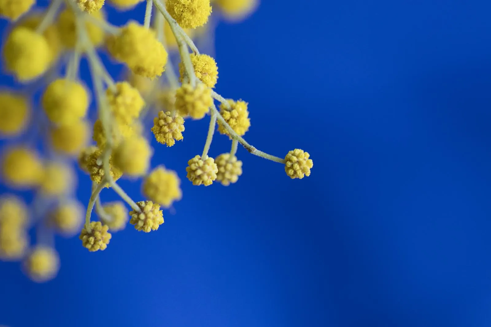 Yellow mimosa flowers against a deep blue background