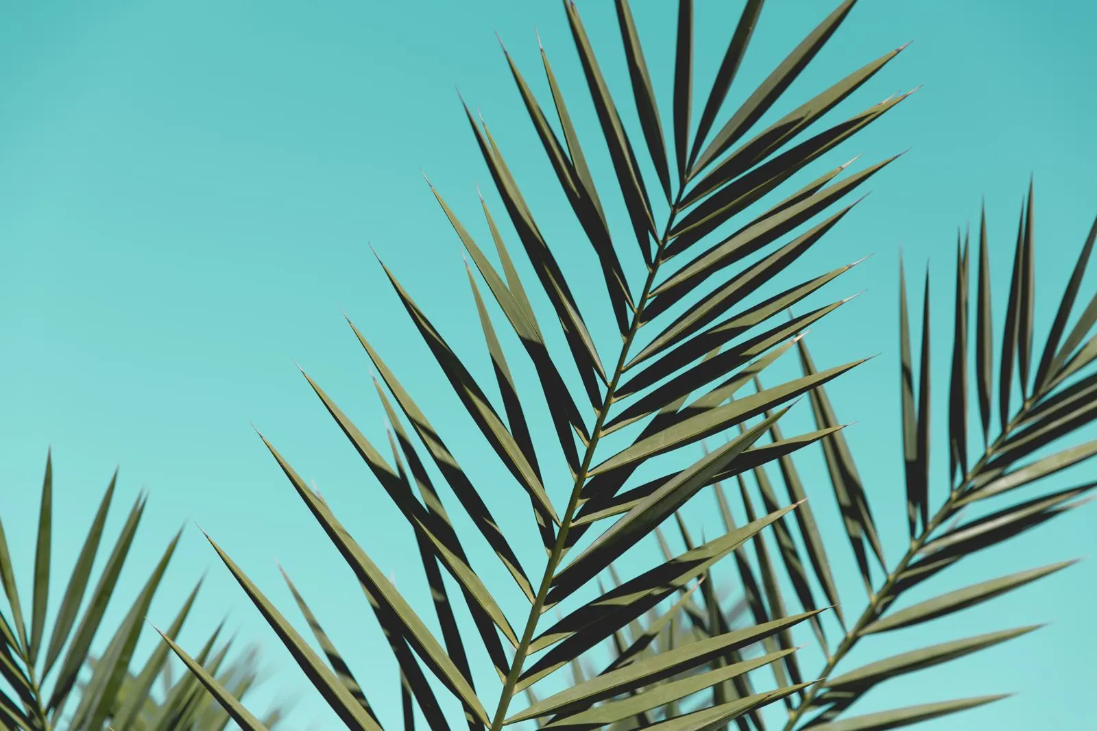 Palm fronds against a clear sky